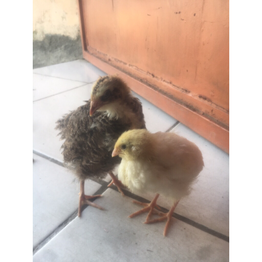 Telur Tetas (Cross) Silangan Puyuh Texas x Puyuh Albino MM
