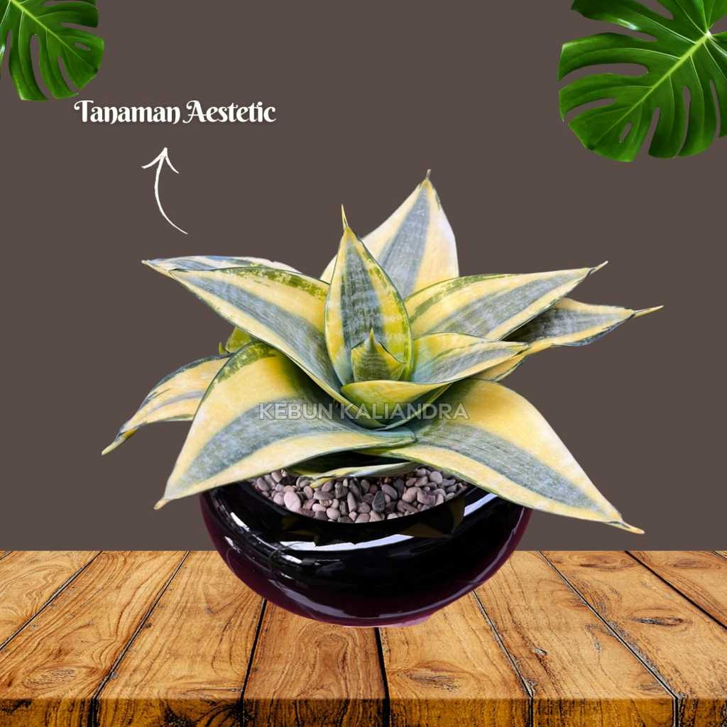 Sansivera / lidah mertua Hahni Premium + Pot Keramik HItam elegan untuk indoor /  outdoor