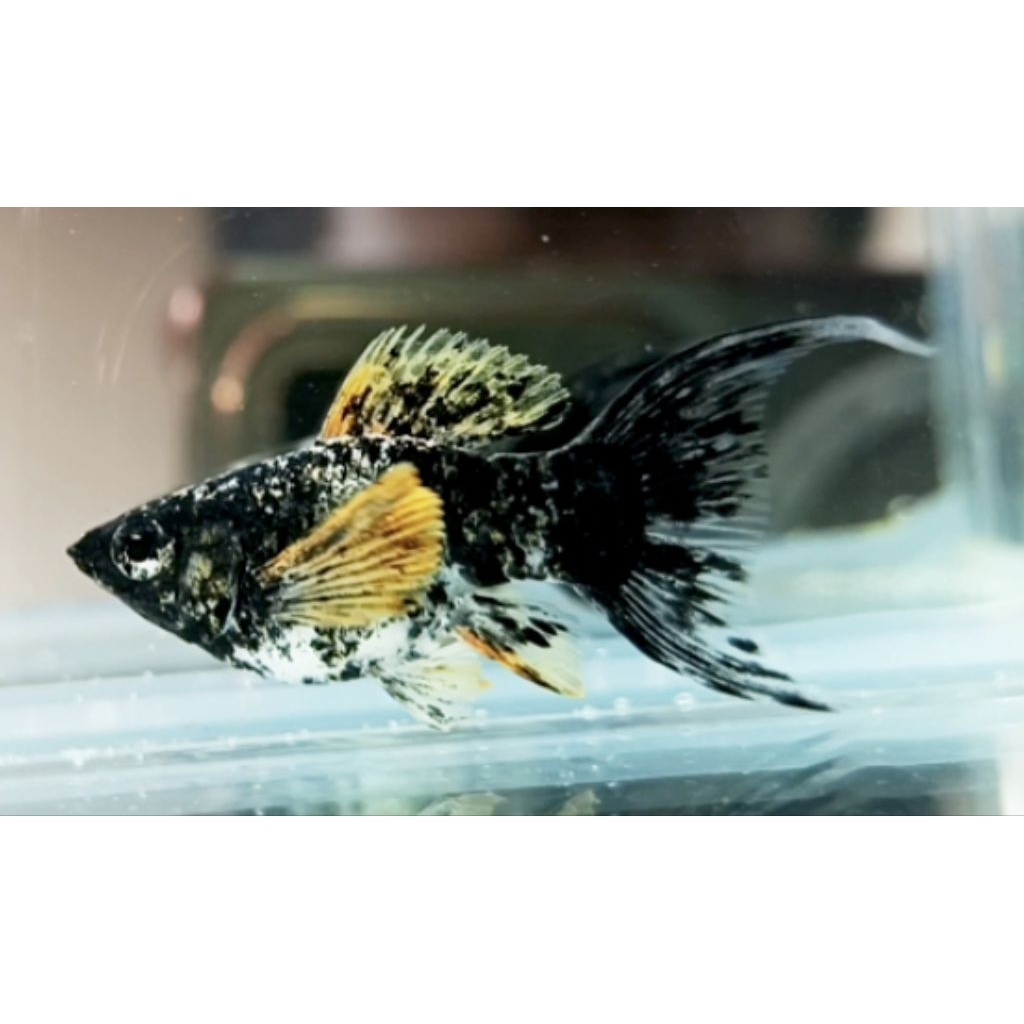 MOLLY BLACK MARBLE GOLDEN
