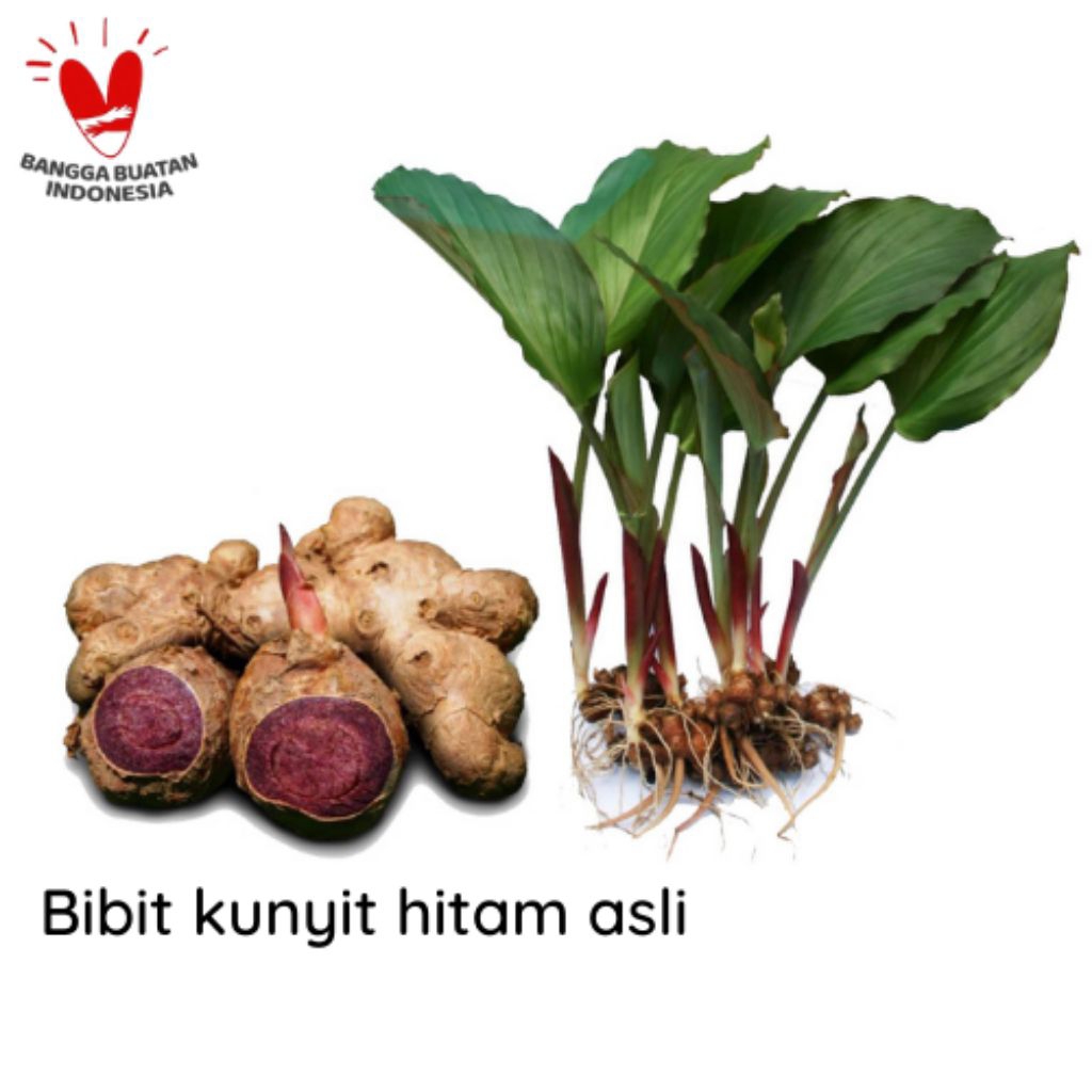 Bibit Kunyit Hitam Asli Original | Bibit Kunyit Wulung Per Bibit siap tanam