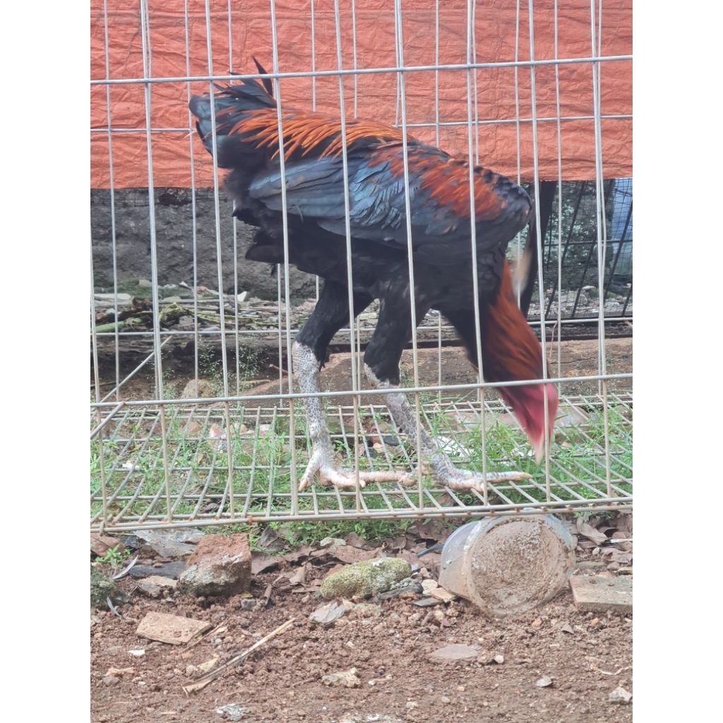 ayam bangkok jantan remaja
