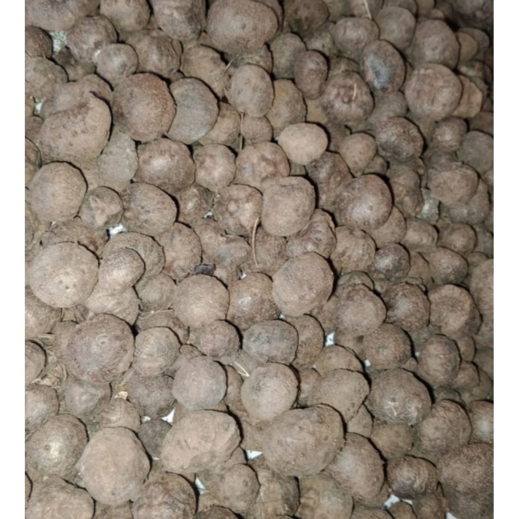 bibit Porang katak mini
