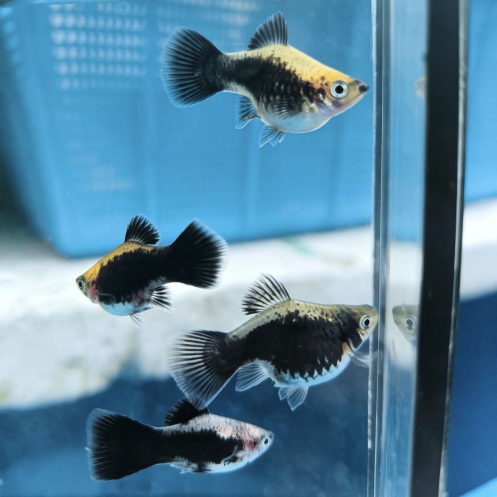 Ikan Hias PLATY PANDA TUXEDO WAGTAIL