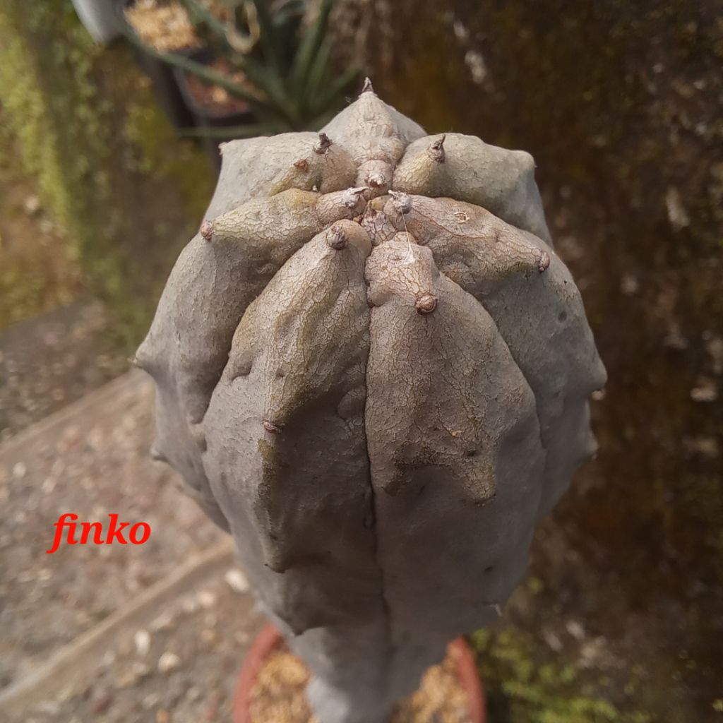 euphorbia abdelkuri