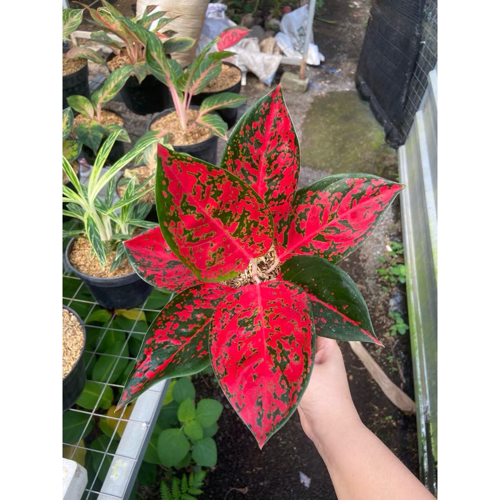 Aglaonema Kochin Red diamond