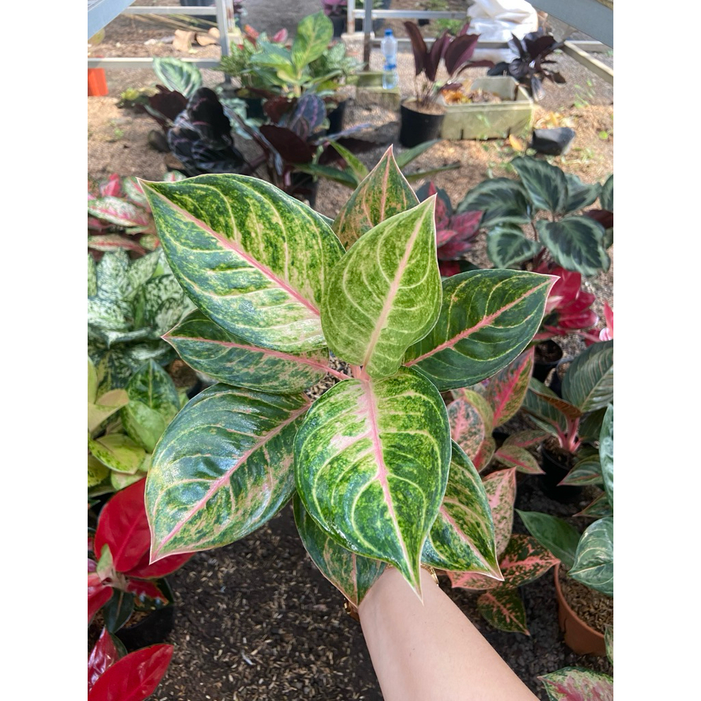 AGLAONEMA SUSAN