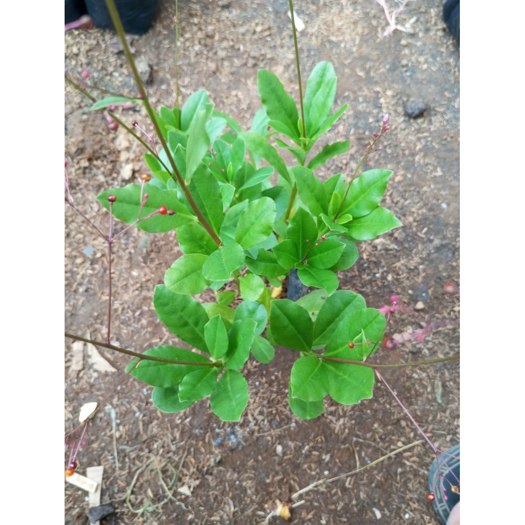 gingseng/herbal gingseng hijau/tanaman herbal gingseng