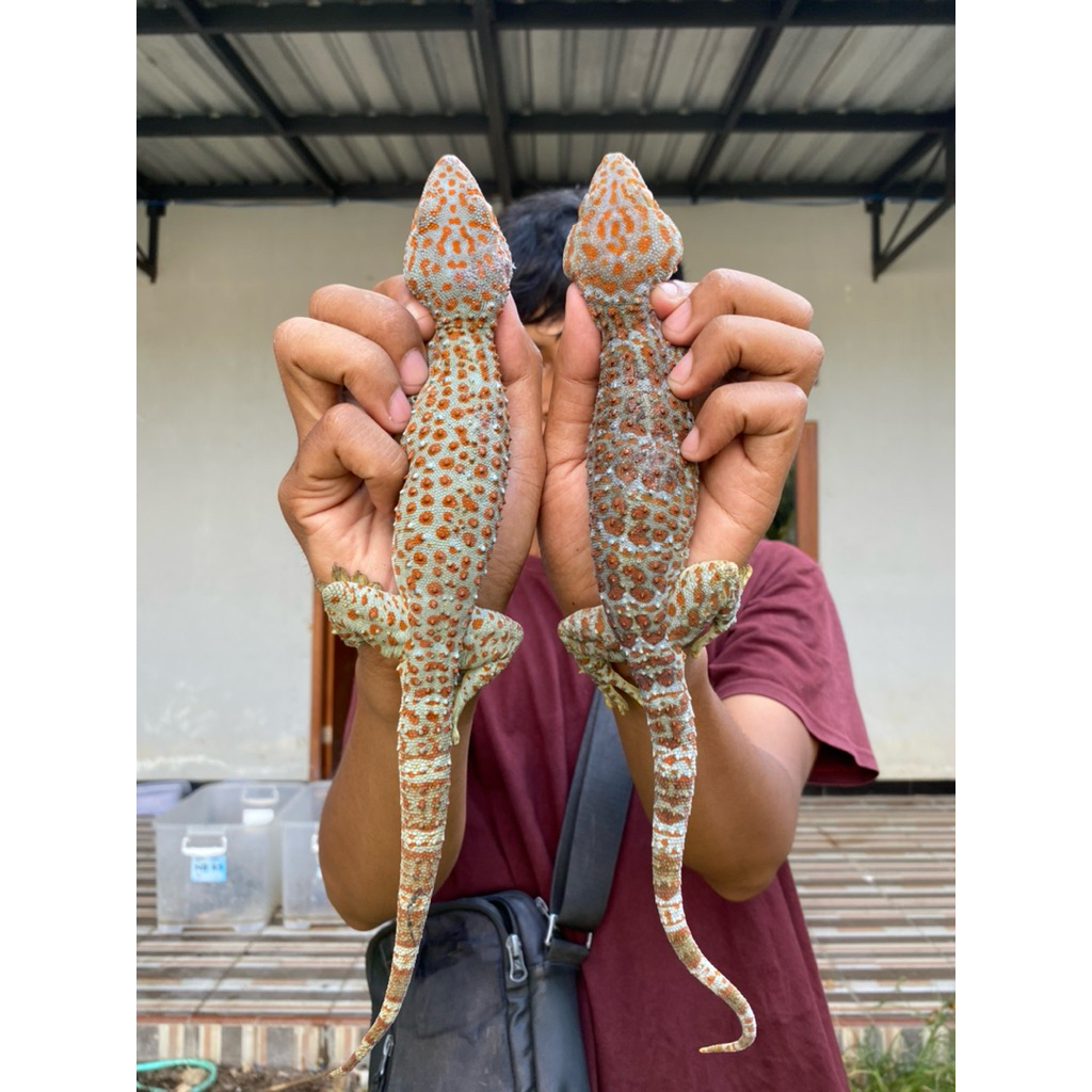 TOKEK RUMAH BINTIK MERAH JUMBO