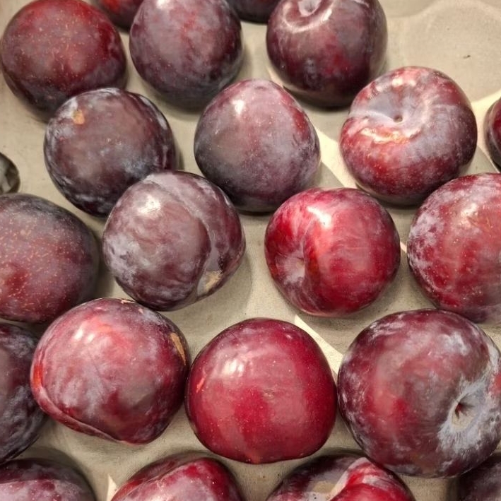 Buah Plum Black Angelino / buah plum black Angelino import fresh / kg