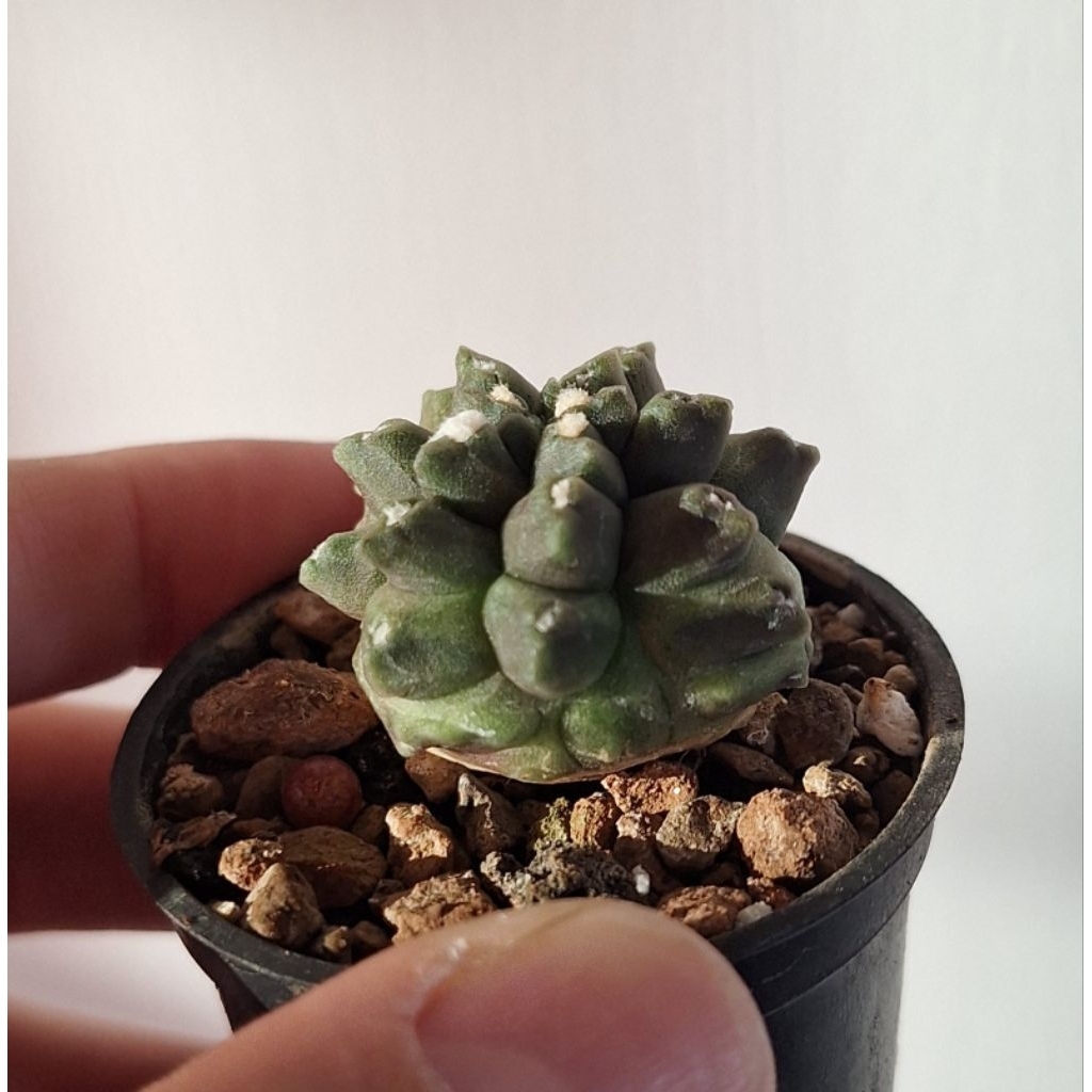 Gymno kikko. Gymnocalycium kikko, bibit kaktus tanaman sukulen.