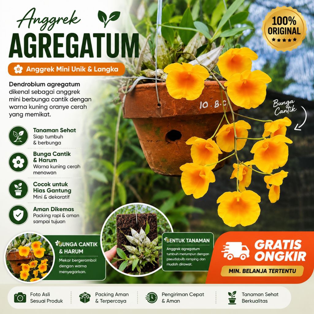 Anggrek Dendro Agregatum
