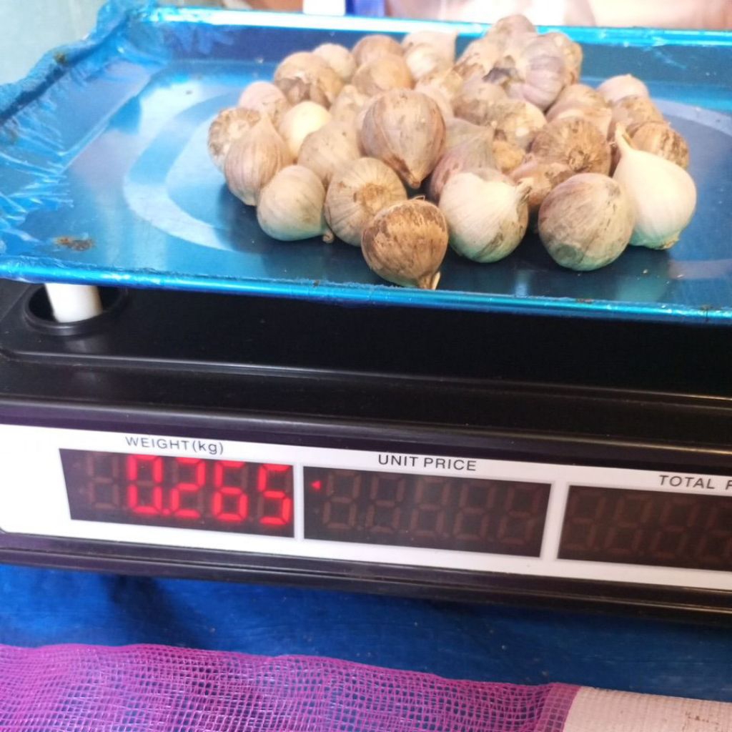 Bawang Tunggal / Bawang Lanang