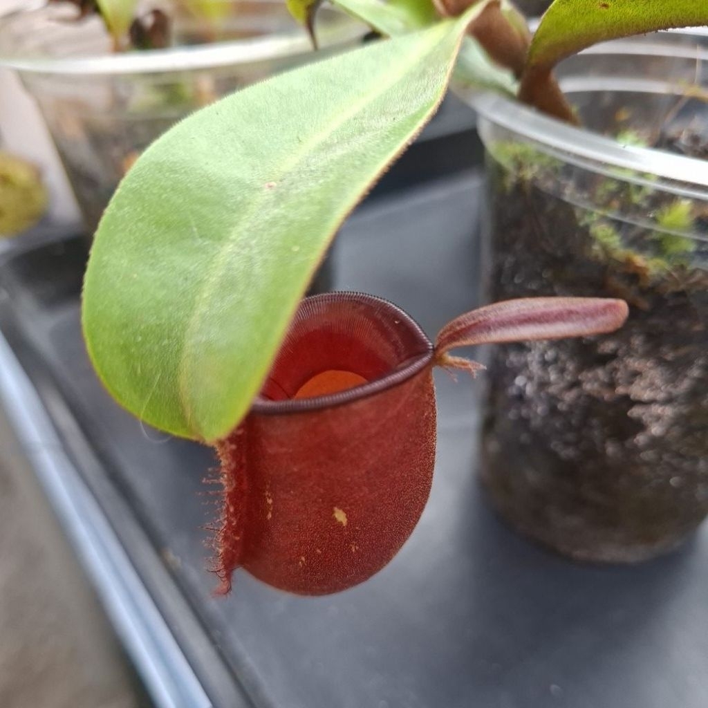 Nepenthes Ampullaria Red