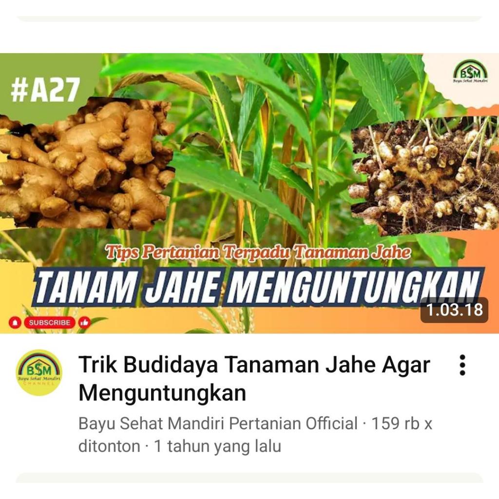 Ilmu Pak Bayu Diningrat ~ JAHE DAN INTEGRASINYA DI LAHAN 1,5 HEKTAR
