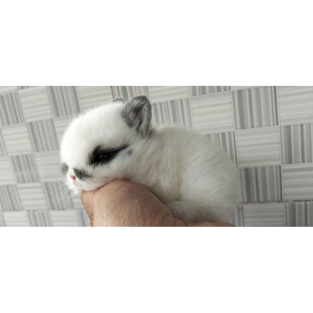 Kelinci Mini Dwarf Carlie