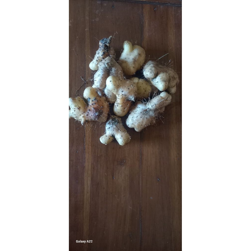 gembili ketan 1 kg