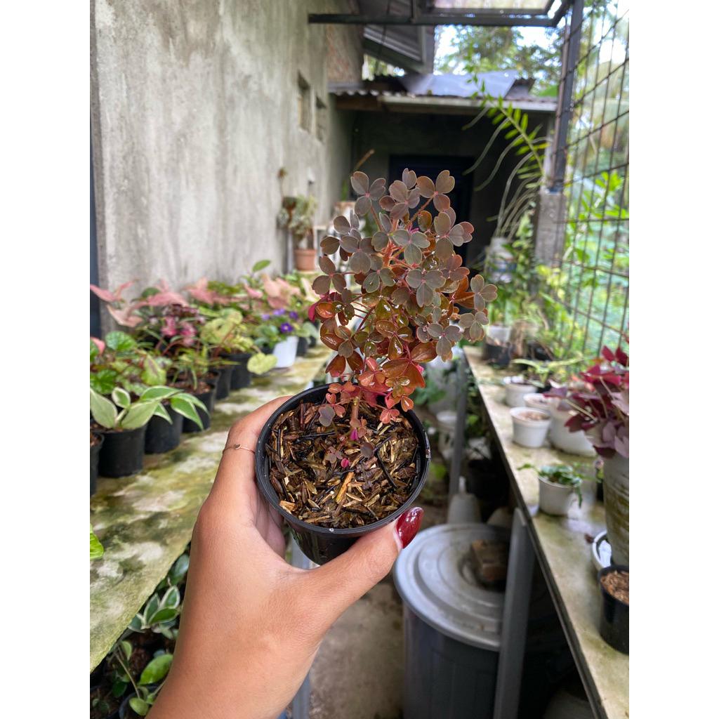oxalis vulcanicola