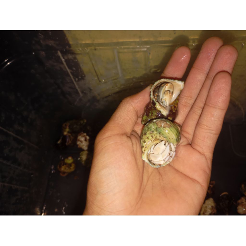 Kelomang rugosus ukuran size M