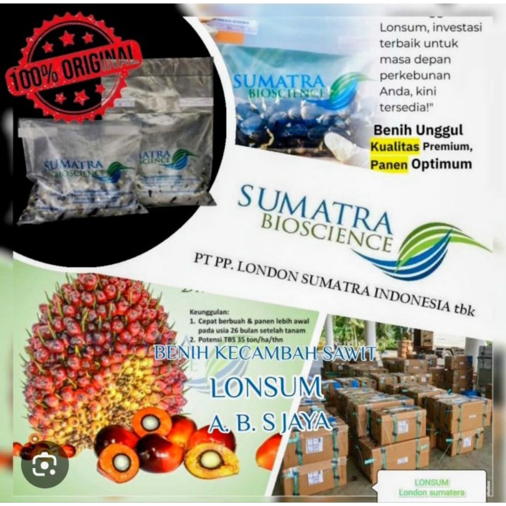Bibit Benih Kecambah Kelapa Sawit Jenis Lonsum Isi 250 Butir