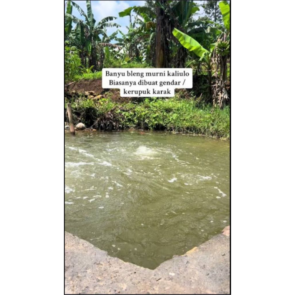 air bleng asli dari sumber/obat gendar/bahan krupuk gendar