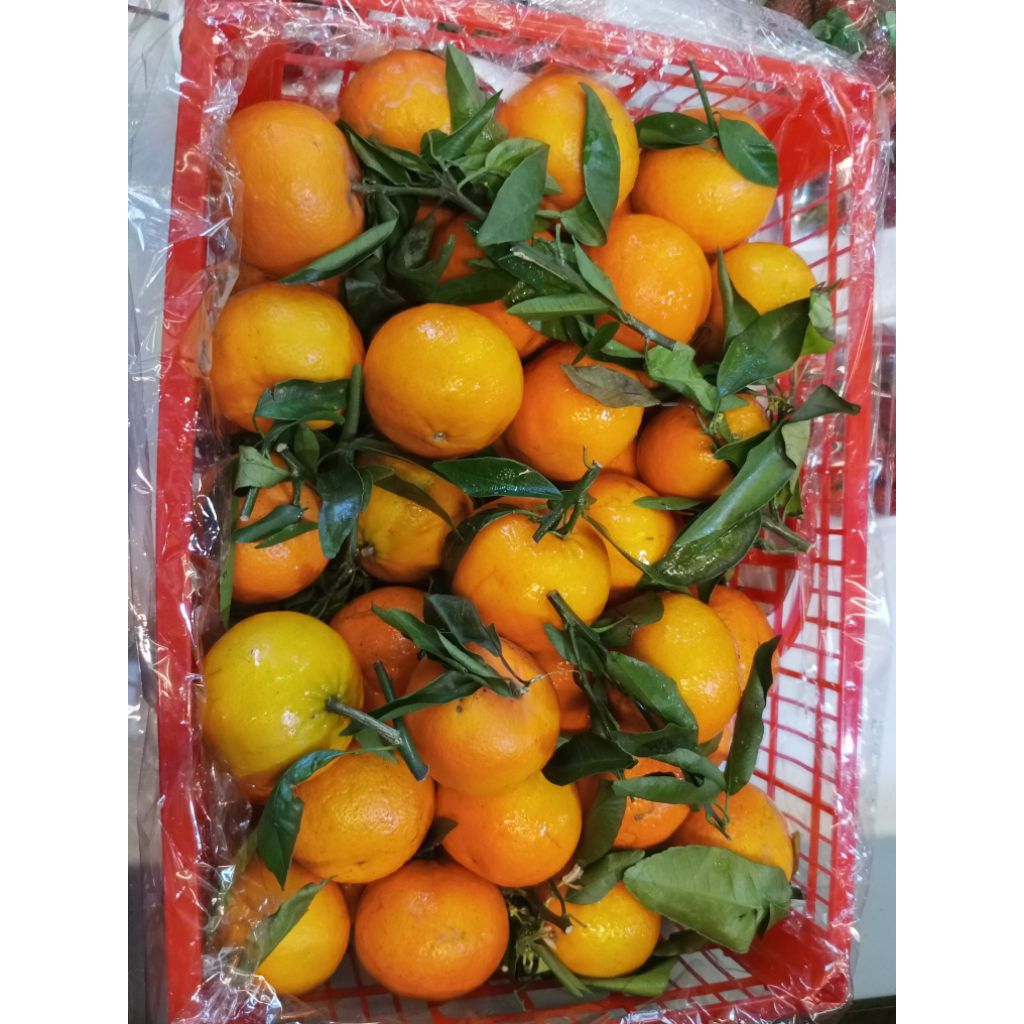 JERUK MANDARIN 1 KG