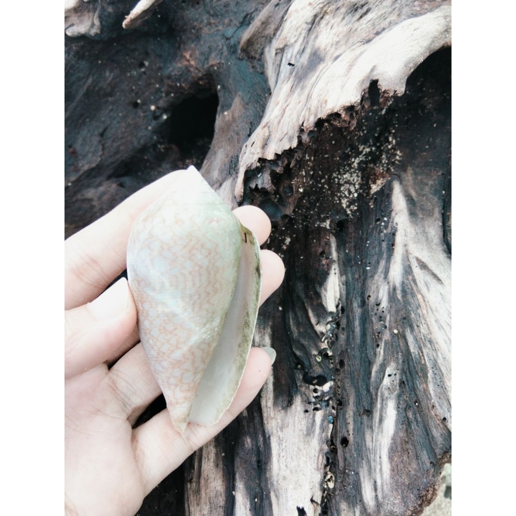 cangkang keong laut