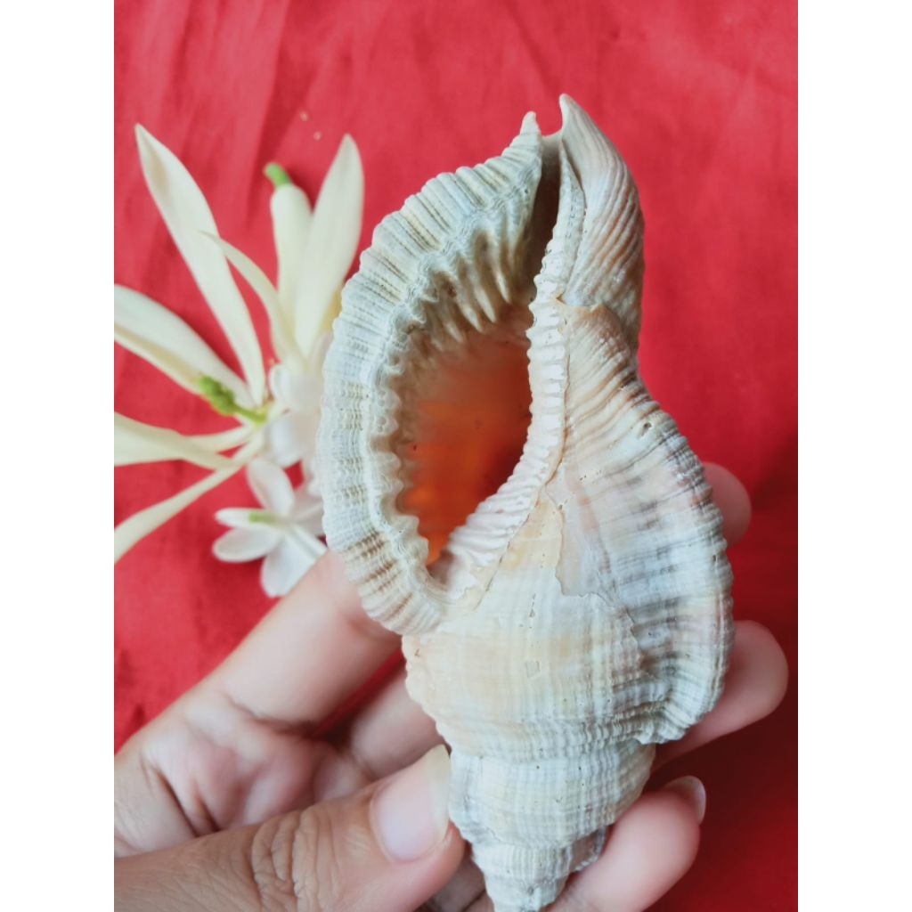 cangkang keong laut unik besar