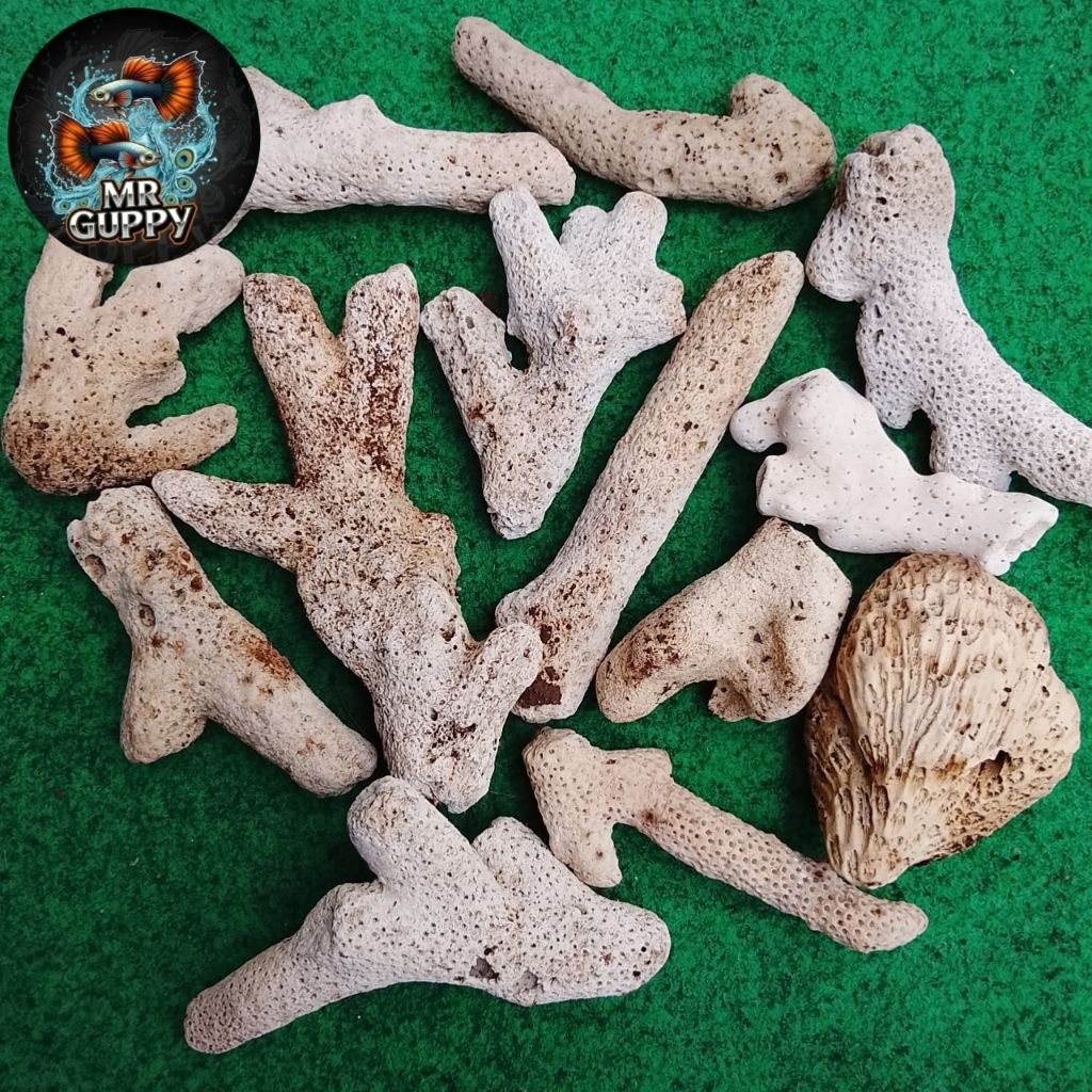 BATU KARANG LAUT / KARANG JAHE