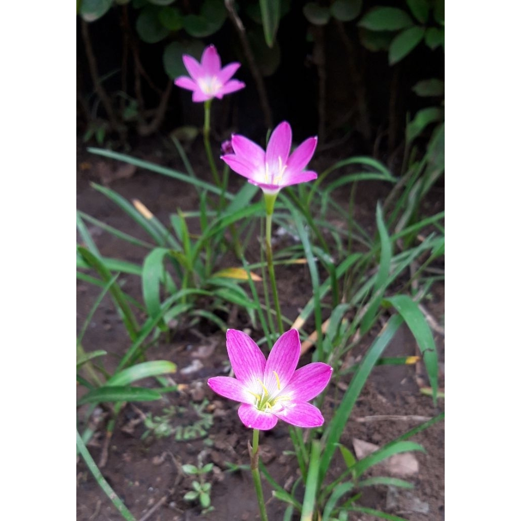 Rain Lily