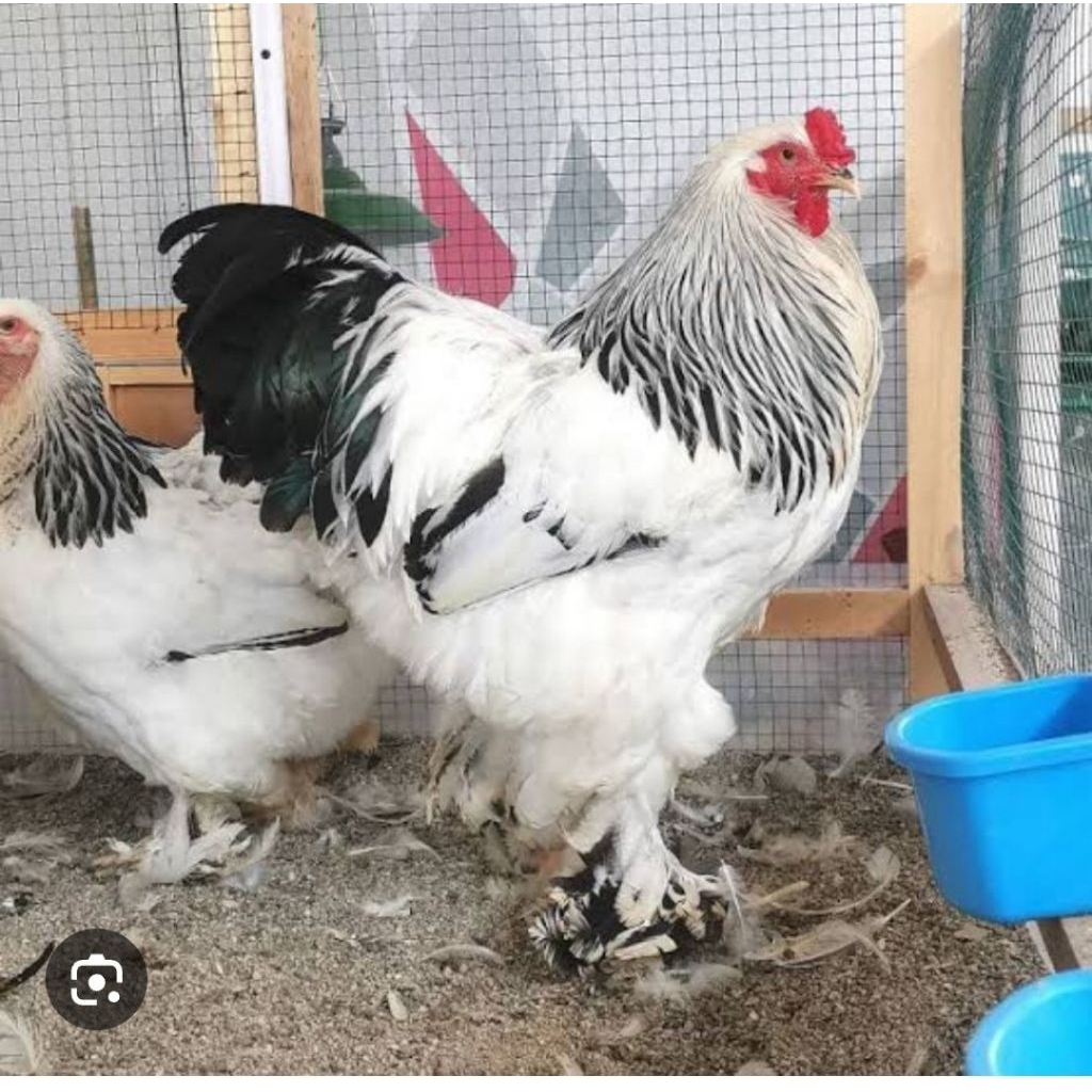 Telur Tetas Ayam Brahma Fertil Kualitas Super