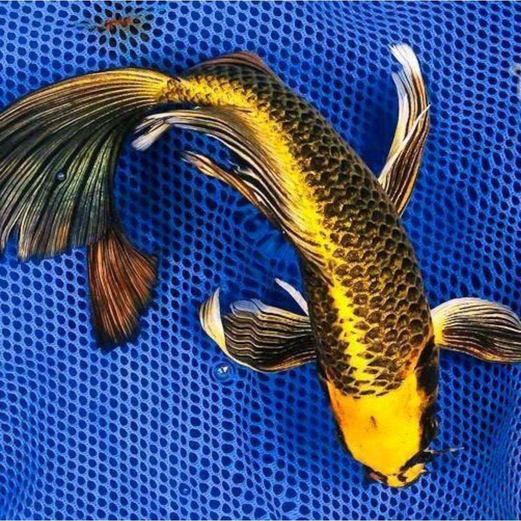 Koi Metalic Slayer Premium 20–25cm | Koi Metalik Elegan