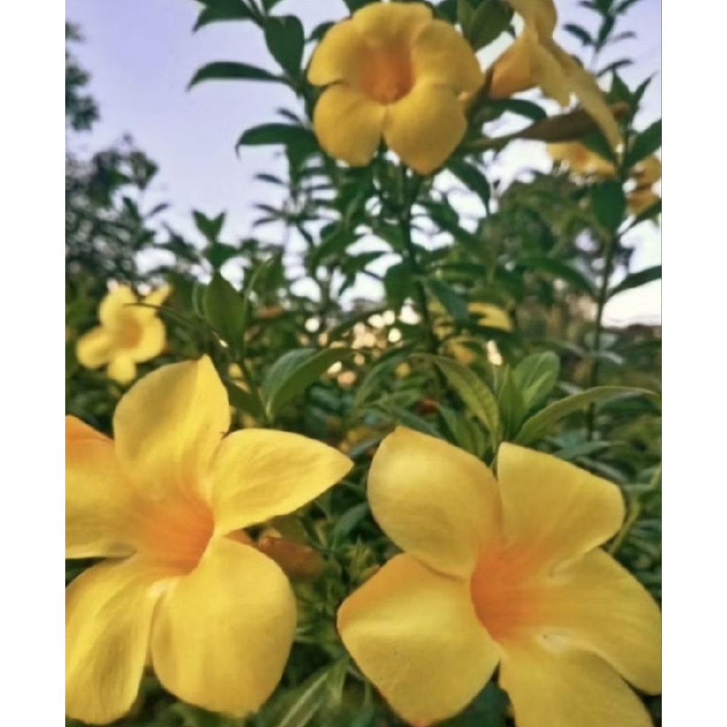 Pohon Alamanda Bunga Kuning/ Tanaman Alamanda Bunga Kuning/ Tanaman Hias Alamanda Bunga Kuning/ Poho