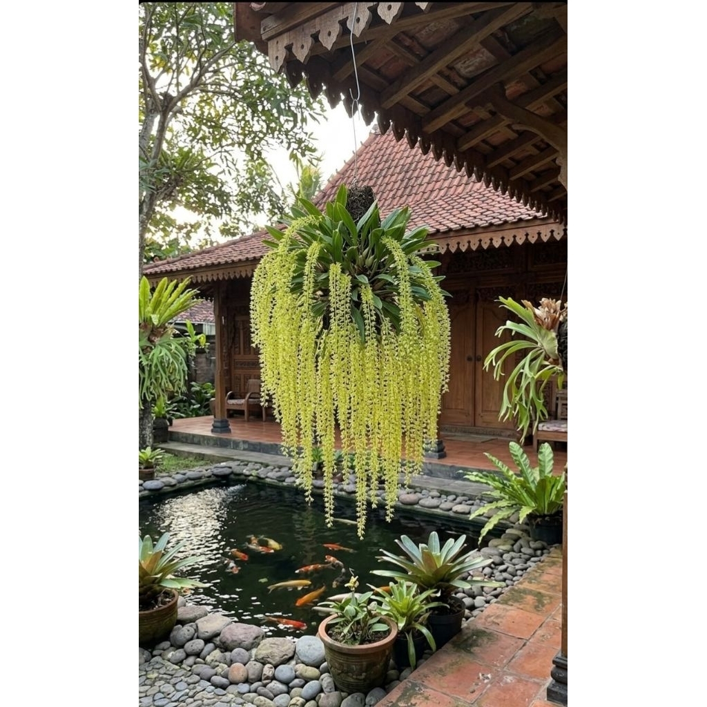 dendrochyllum/anggrek /Orchid /tanamanhias/garden /kebun