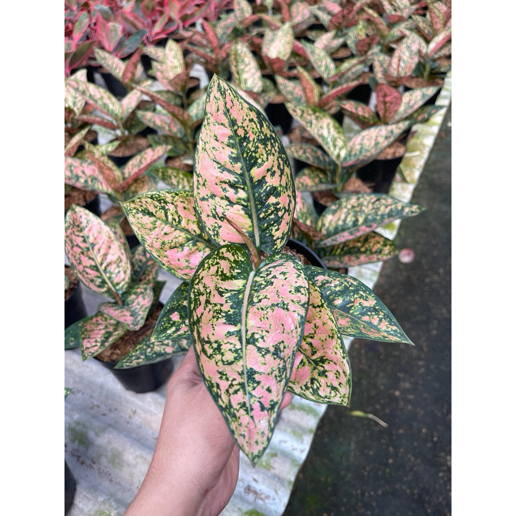 Aglonema Ruby kompakta Tanian lokal