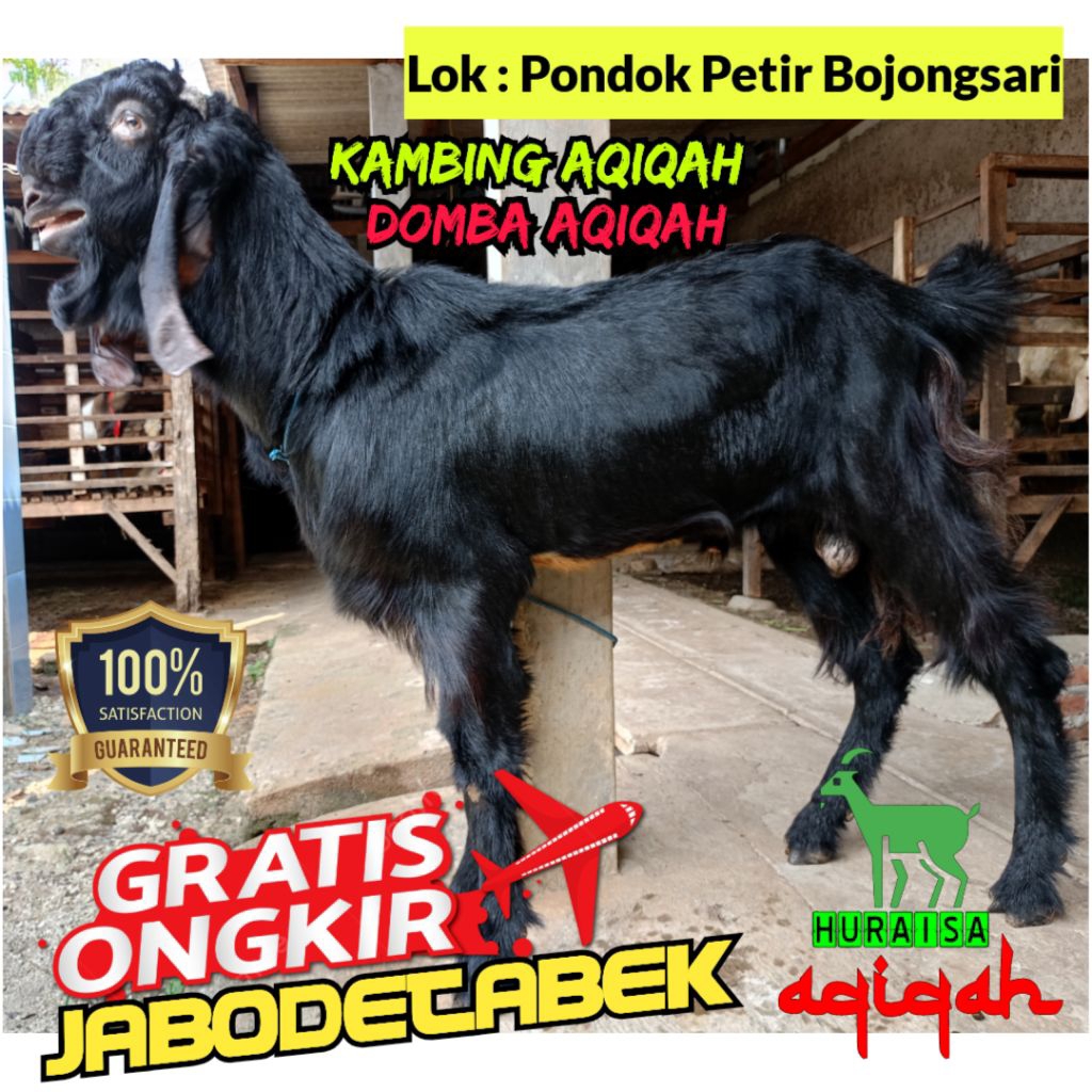 [Kambing Potong Cacah] Kambing aqiqah / Domba aqiqah / Kambing Jantan / Kambing Betina / akikah / ke