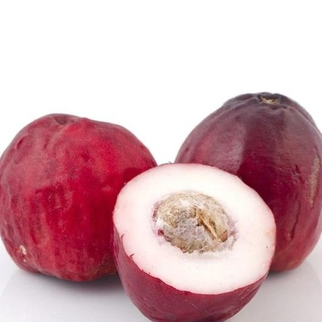 bibit jambu jamaika