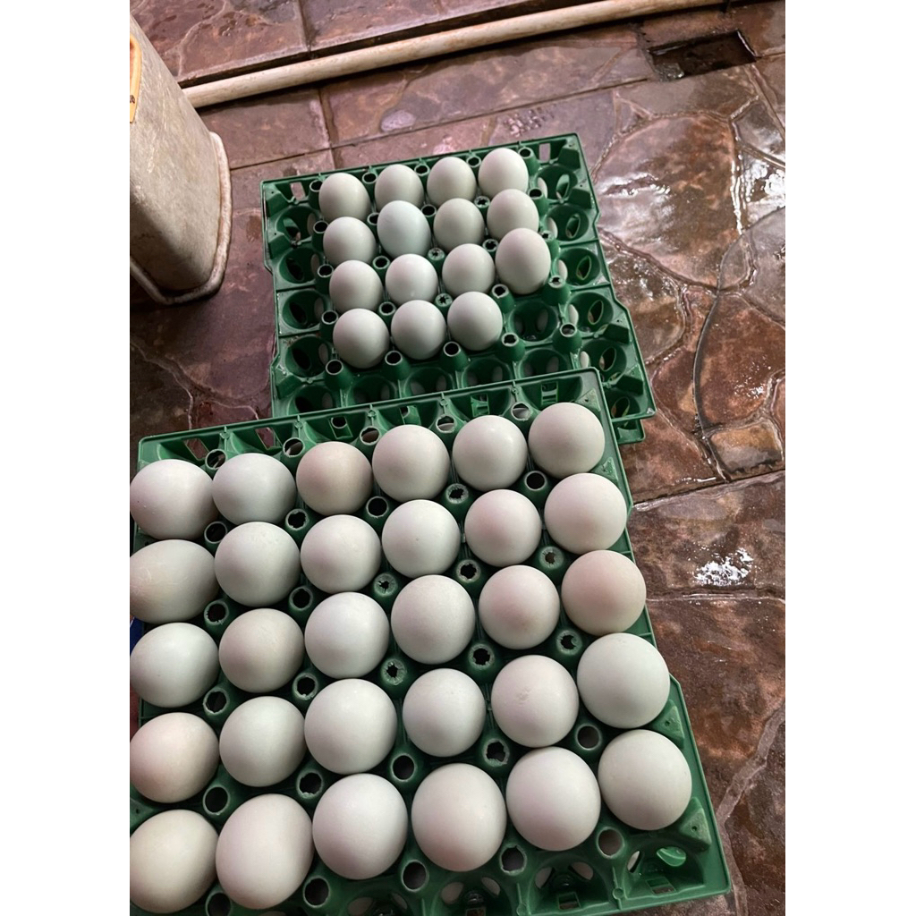 Telur bebek omega