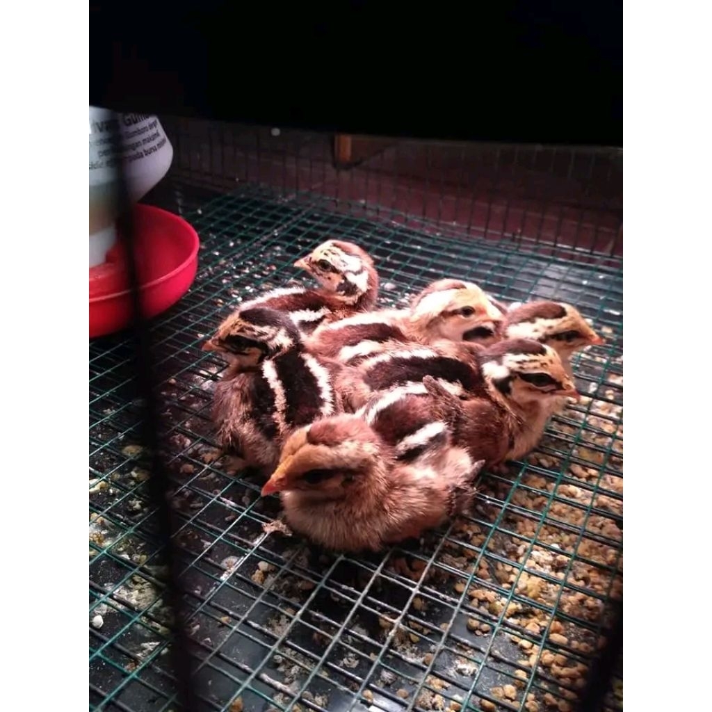 Ayam bekisar anakan