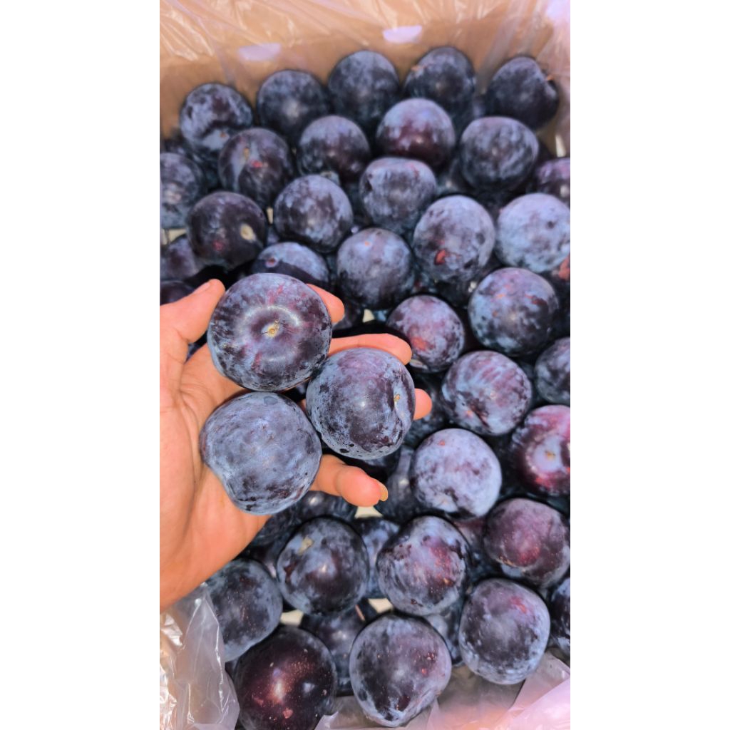 BUAH PLUM PER 1KG