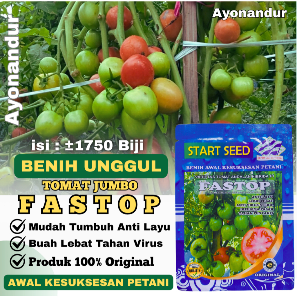 1750 Benih Tomat FASTOP F1 Bibit Unggul Tomat Jumbo Jenis Servo Buah Lebat Tahan Virus