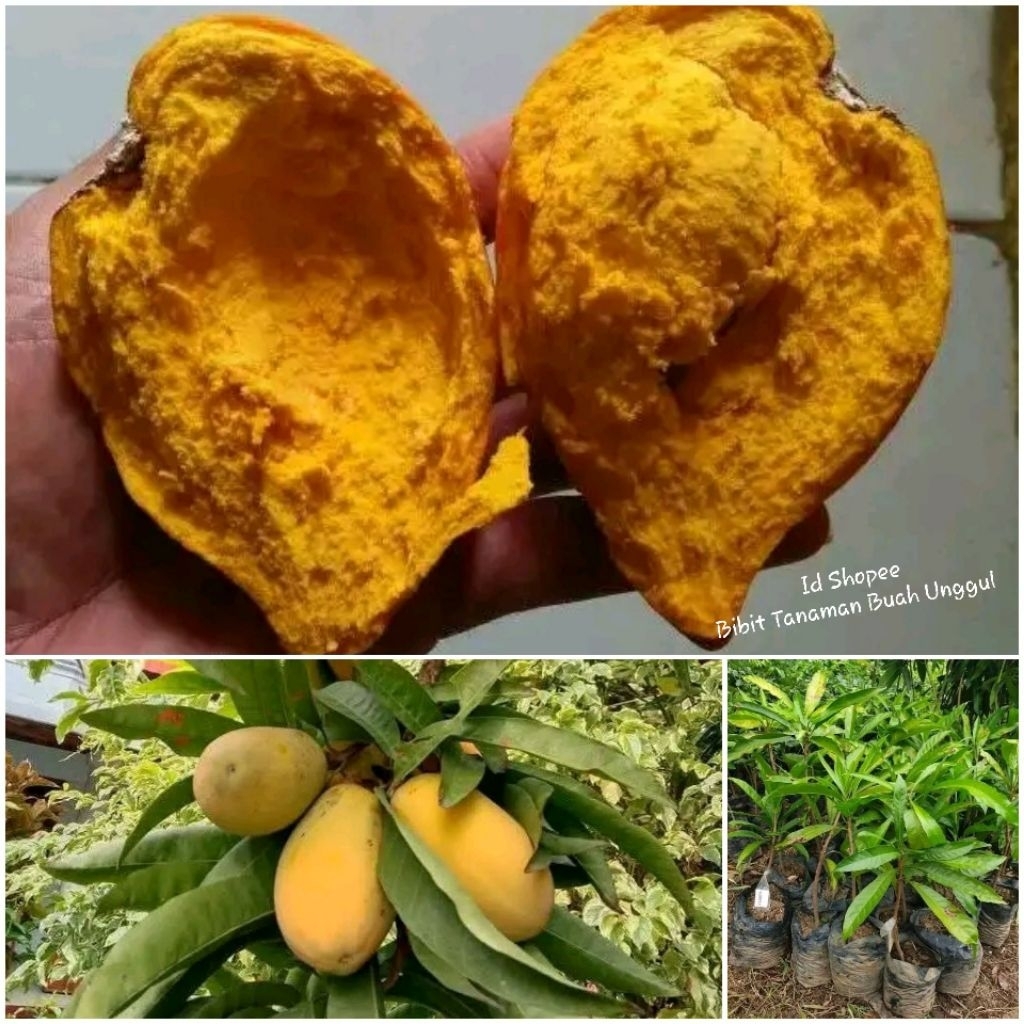 Bibit Buah Alkesa