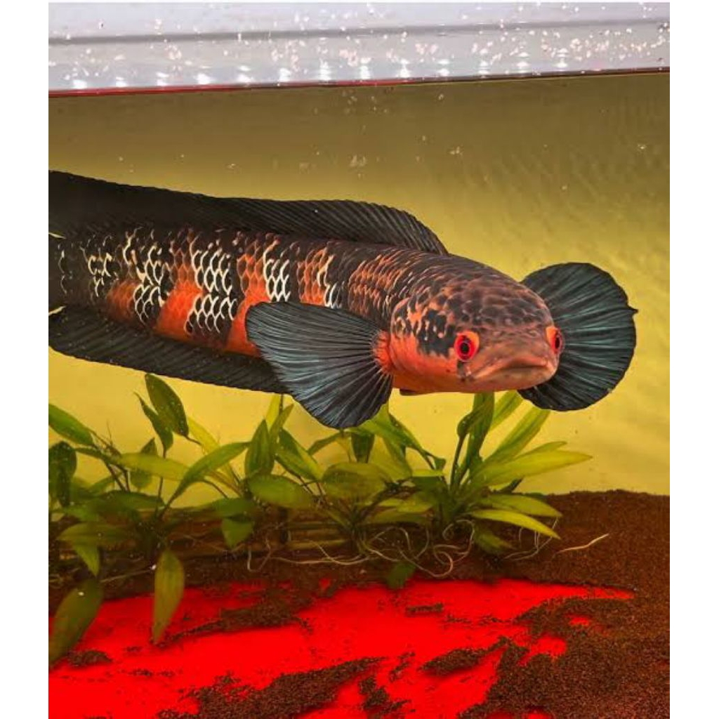 chana red barito sampit kualitas sangat baik isi 4 ekor size 3-6cm+pakan