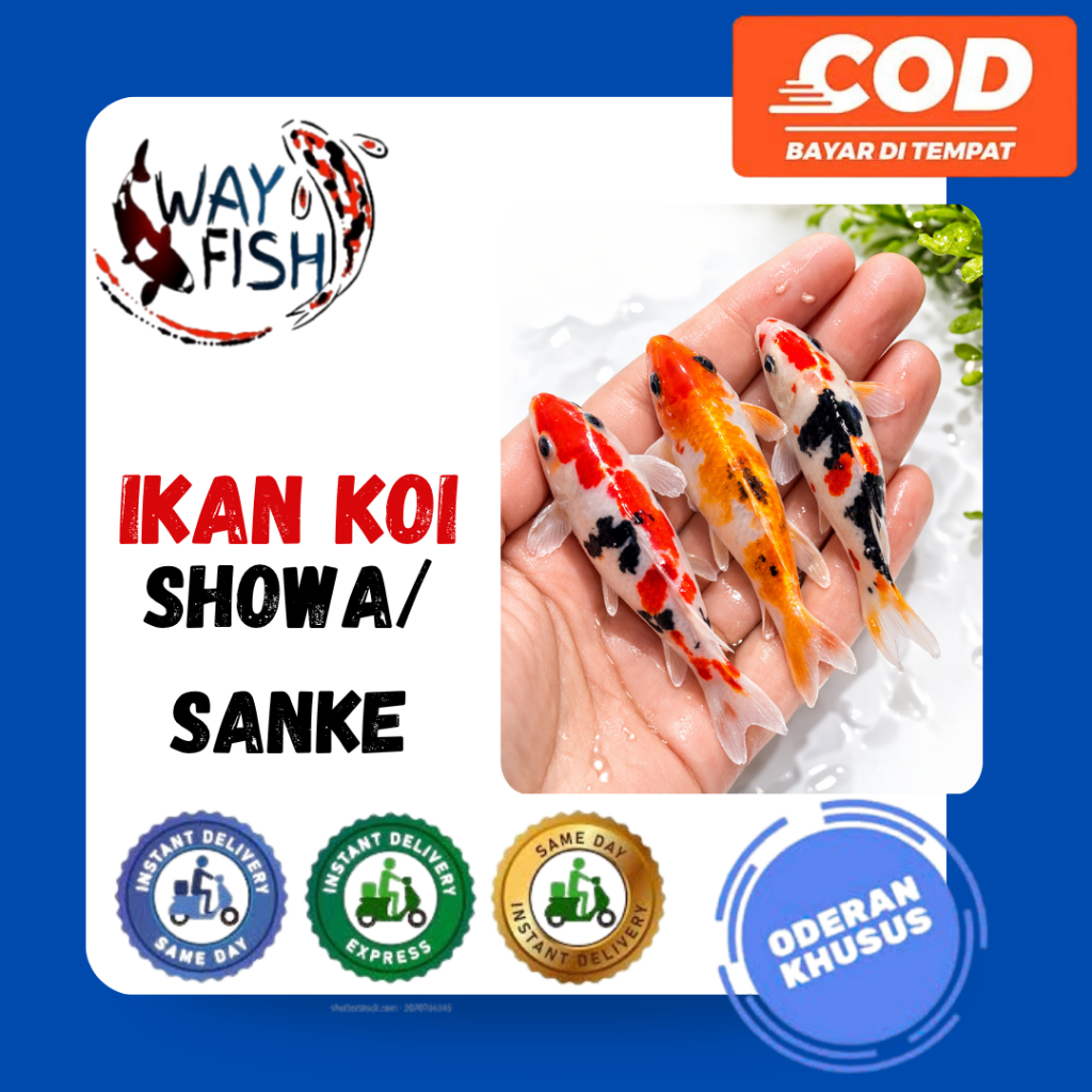 KOI SHOWA | Ikan Koi Showa Size 10-12cm | NUSIQA KOI | Kirim Instan/Sameday
