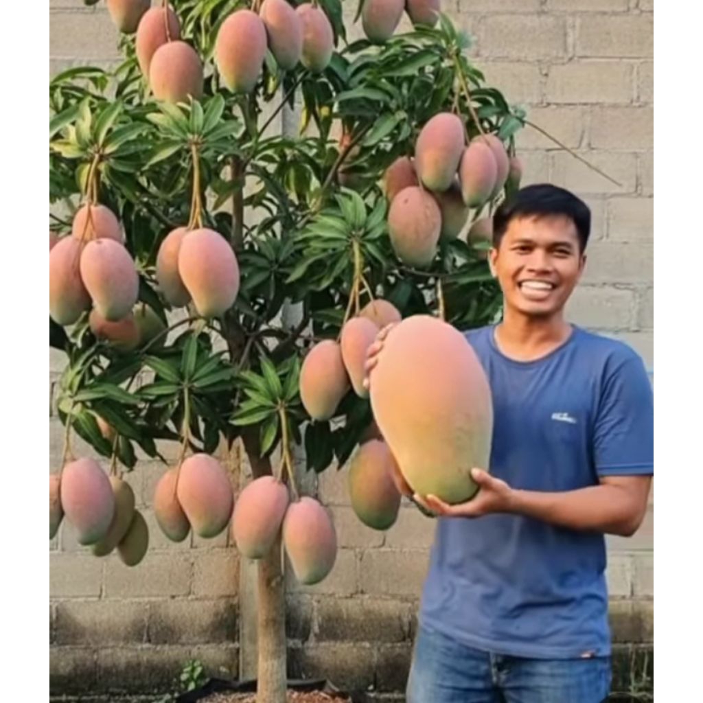 Bibit Pohon Mangga jumbo Super unggul