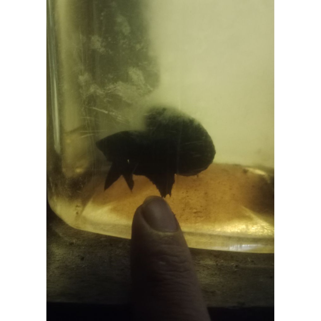cupang super black