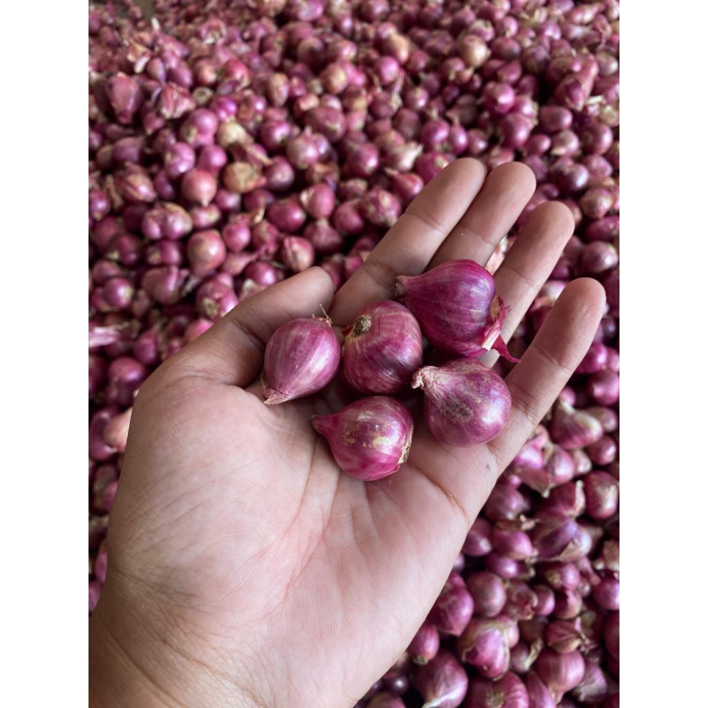 Bawang merah probolinggo