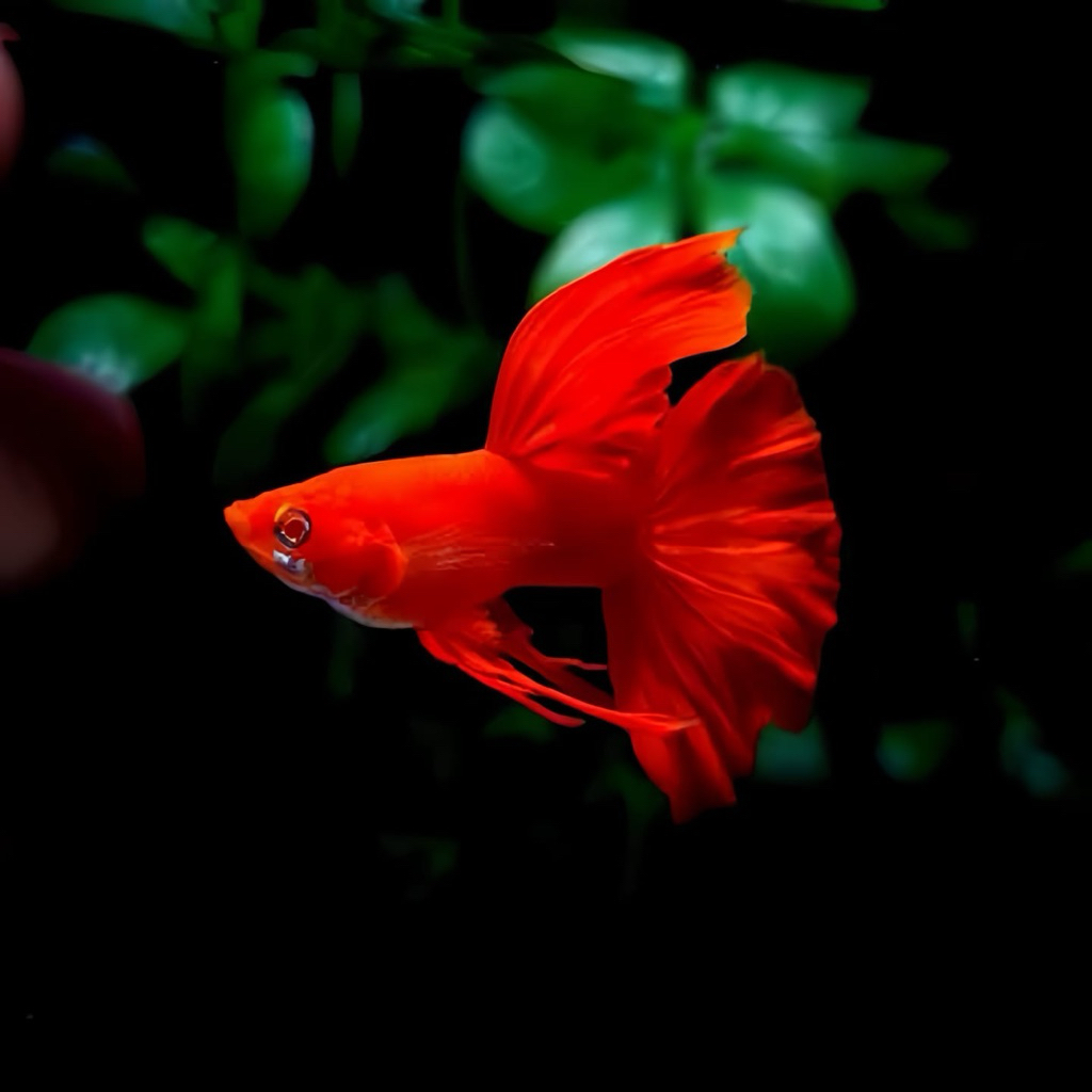 guppy afr ribbon sepasang