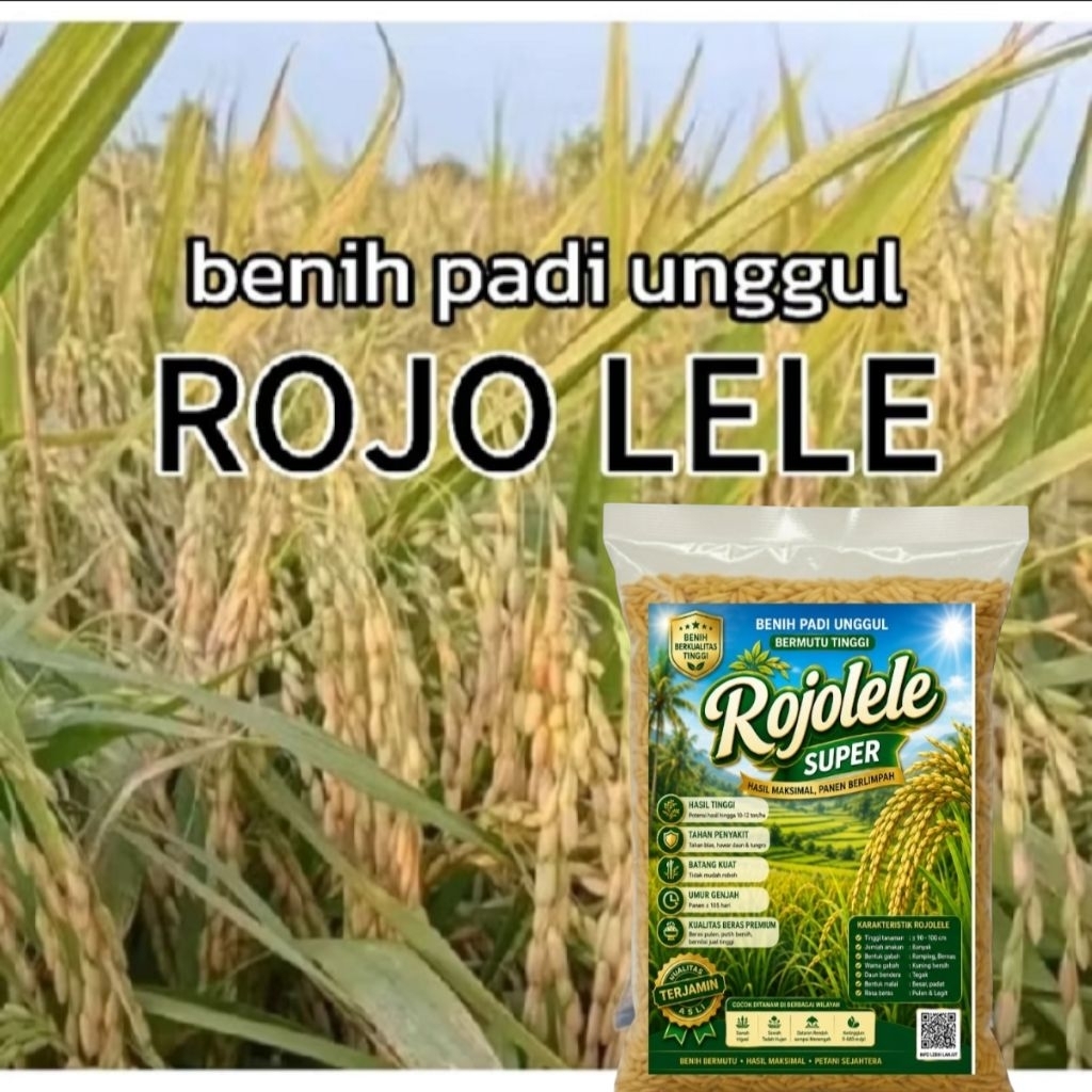 RAJA Benih 5KG BIBIT Padi Rojolele Super Original Bersertifikat