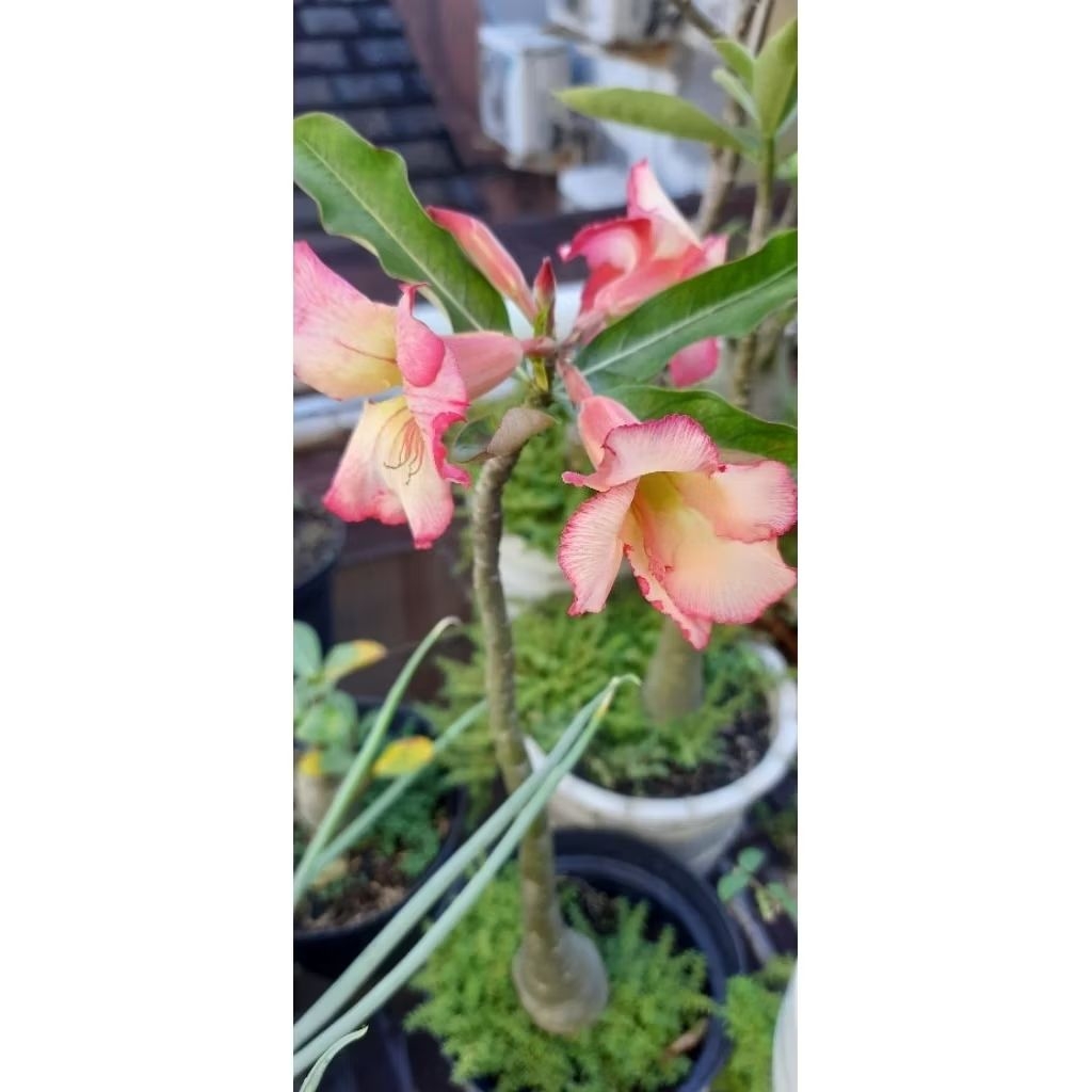 Adenium Ori Bunga Single (Bukan Grafting)
