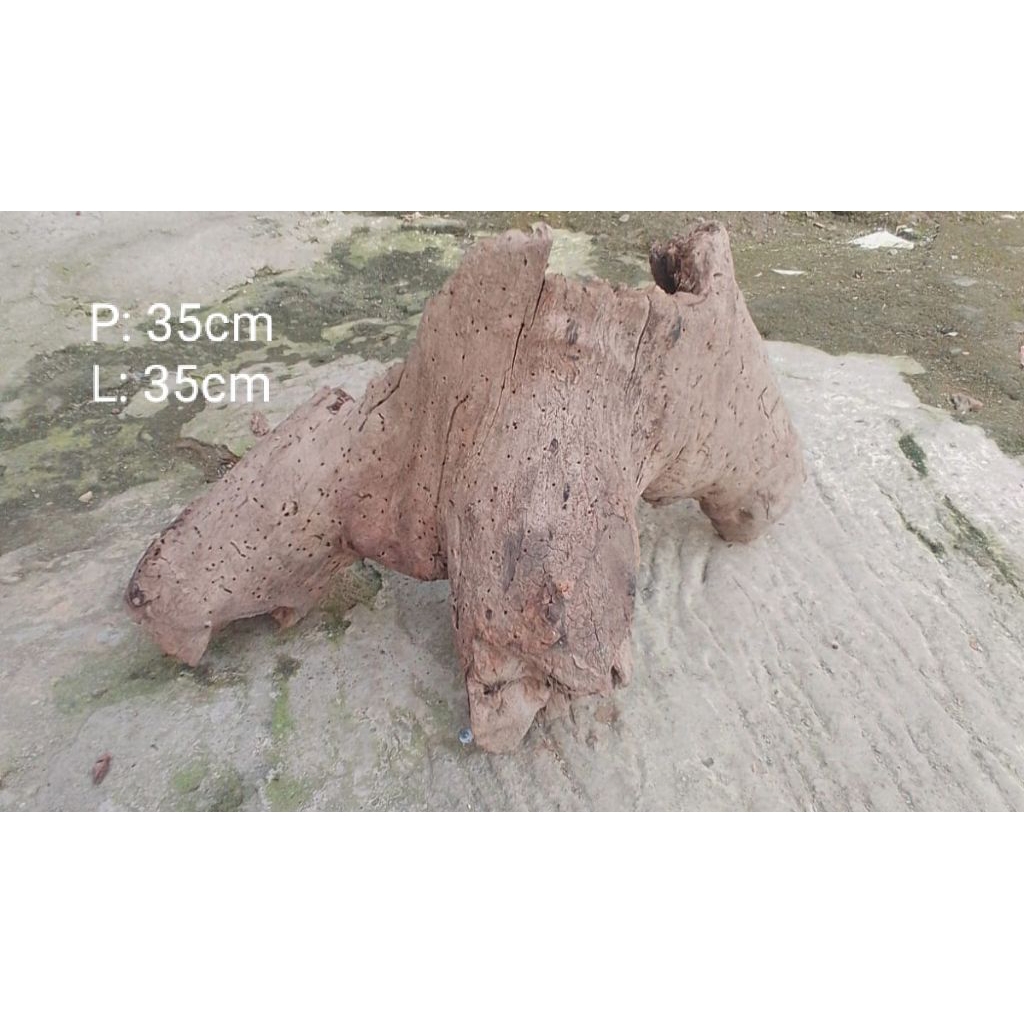 kayu santigi laut Xl cocok untuk Aquascape